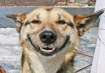 dogs do smile